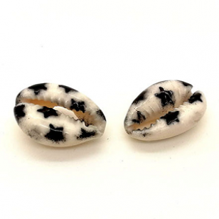 Schelp Kauri Ster Naturel